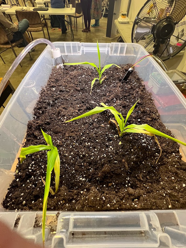 A clear plastic container filled with dark soil and several small green corn seedlings sprouting in rows. The setup appears to be part of an indoor gardening or educational project, with a fan in the background and people seated at tables in a shared workspace. A grow light is likely being used just outside the frame.